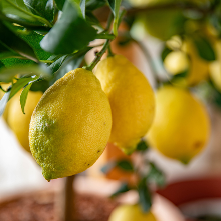 Des citrons jaunes sur un arbre.