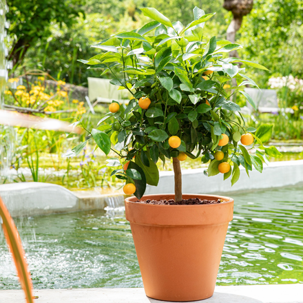 Un calamondin dans un pot en terre cuite au bord d'une piscine.