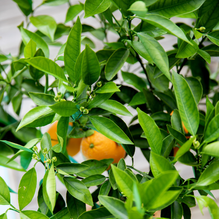 Le feuillage d'un calamondin.