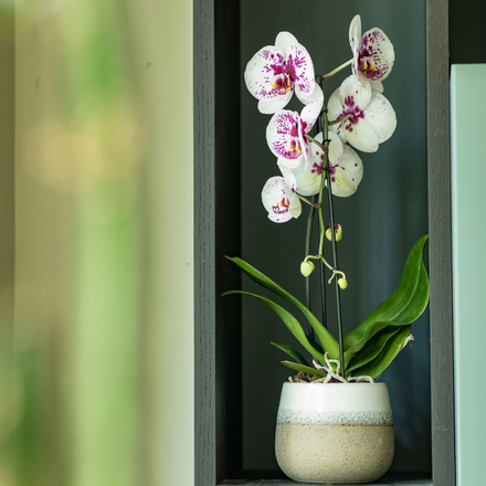 Une orchidée rose et blanche.