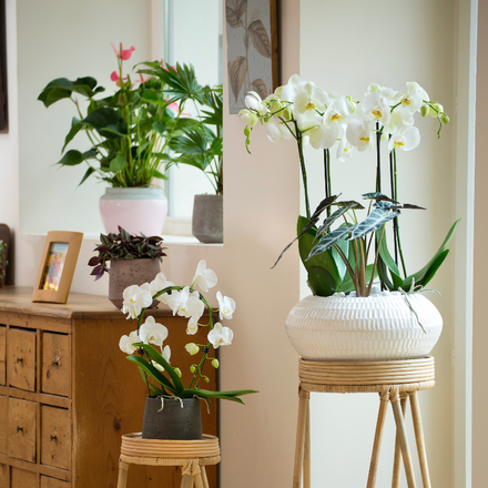 Des orchidées blanches et un anthurium rose.