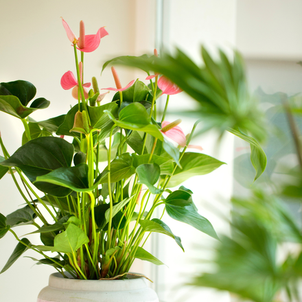 Un anthurium rose fleuri.