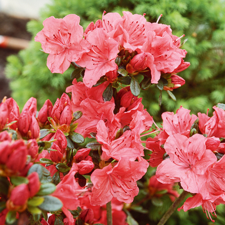 Des fleurs d'azalée roses.