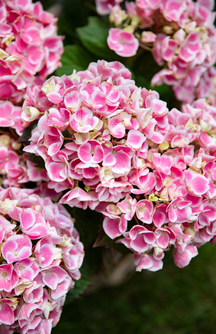 Des fleurs d'hortensia roses.