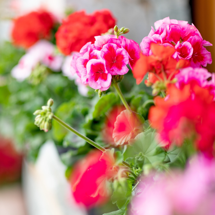Des fleurs de géranium roses.