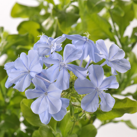 Des fleurs de plumbago violettes.