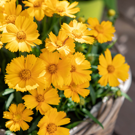 Des fleurs de coreopsis jaunes.