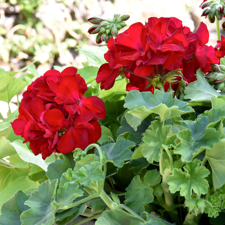 Des fleurs de géranium rouges.