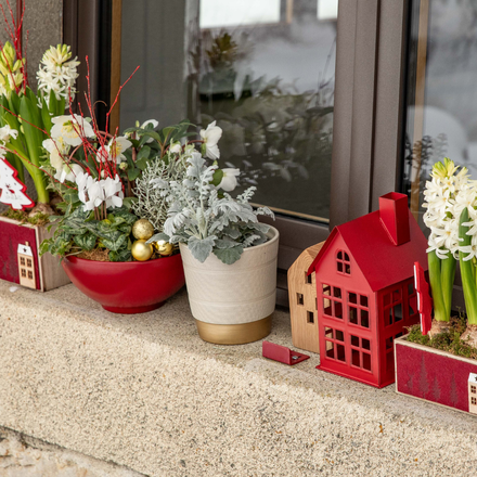 Des plantes et fleurs sur le rebord d'une fenêtre pour Noël