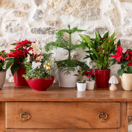 Des plantes pour décorer un intérieur pour Noël