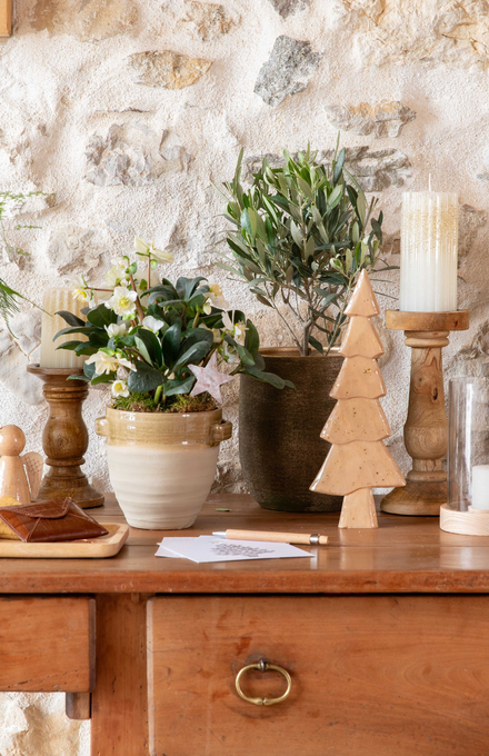 Des plantes et décorations sur un bureau