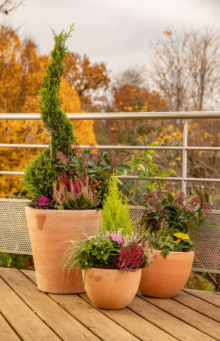 Des pots de plantes automnales