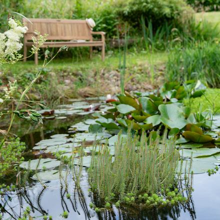 Une mare au jardin pour la biodiversité