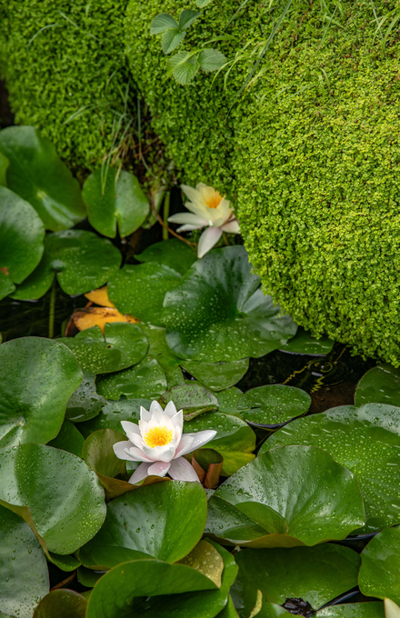 Une mare au jardin avec des nénuphars