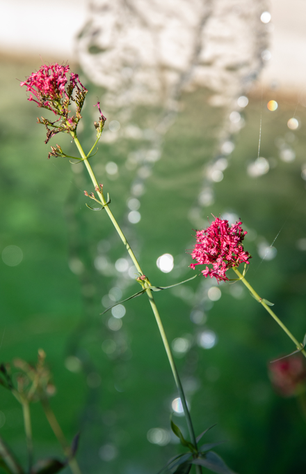 Des fleurs et une piscine en contre bas
