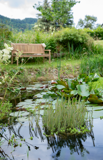 Une mare au jardin et un banc