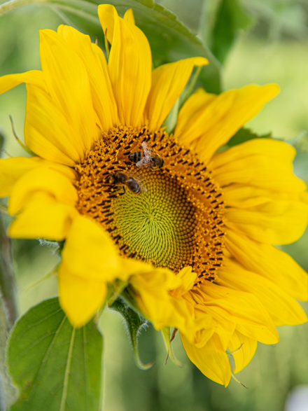 Des abeilles sur un tournesol