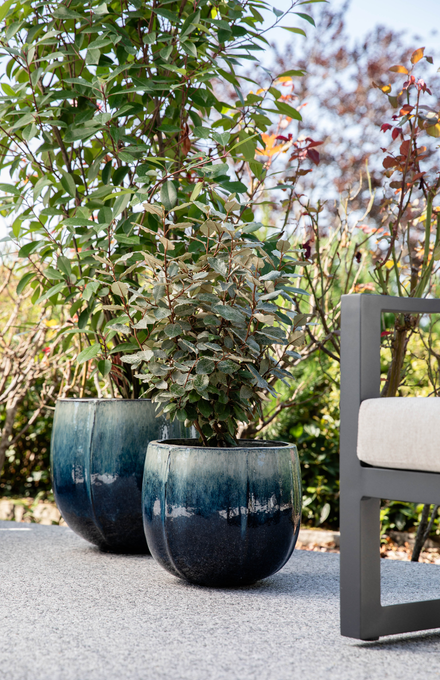 Des plantes en pot sur une terrasse