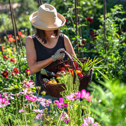 Une femme en train de récolter ses fruits et légumes au potager
