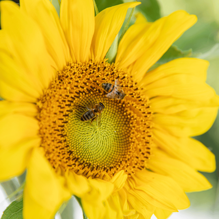 Un zoom sur un tournesol avec des abeilles