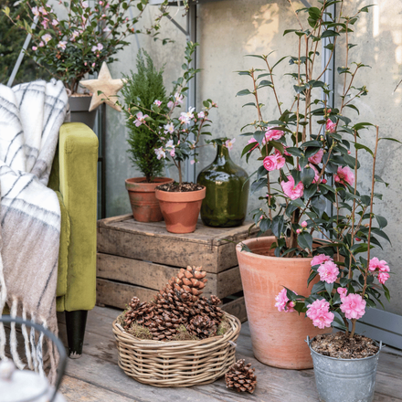 Des camélias dans une serre