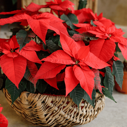 Un zoom sur un poinsettia