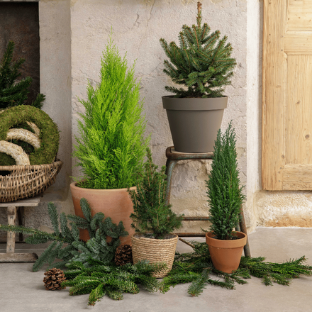 Des petits sapins devant une entrée