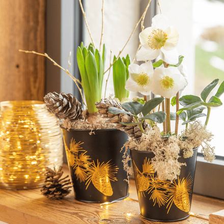 Des compositions de Noël dans pot en zinc noir