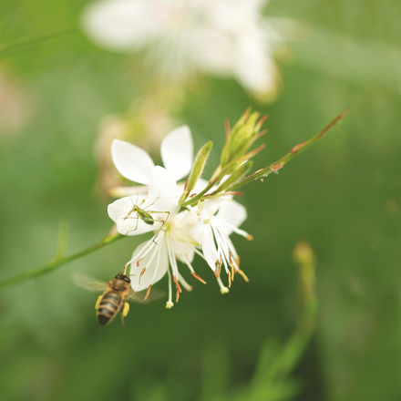 Une abeille sur une fleur gaura blanche