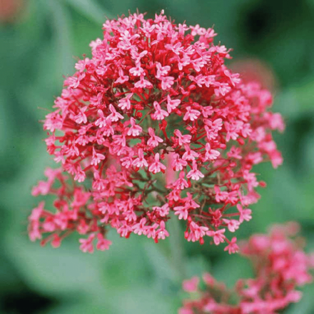 Une plante vivace valeriane des jardins rouge
