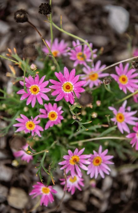 Plante vivace de rocaille, exposition plein soleil