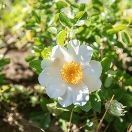 Plante vivace de rocaille, exposition plein soleil