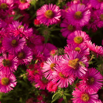 Des asters colorés, fleurs vivaces de plein soleil avec une abeille