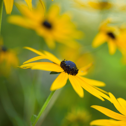 Une fleur vivace jaune, des rudbeckias