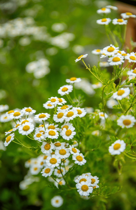 Des fleurs vivaces d'été champêtres, des petites marguerites