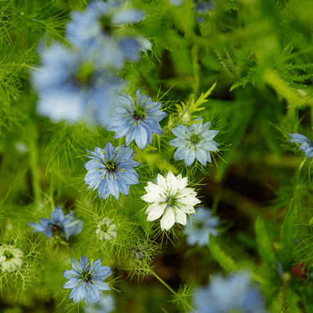 Des fleurs d'été vivaces champêtres bleu