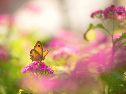 Un papillon qui butine une fleur mellifère