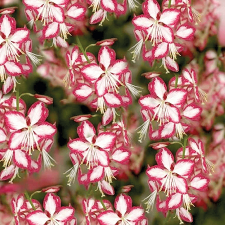 Une vivace mellifère qui s'appelle Gaura Lindheimeri