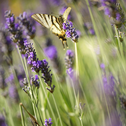 Un papillon qui se pose sur une lavande
