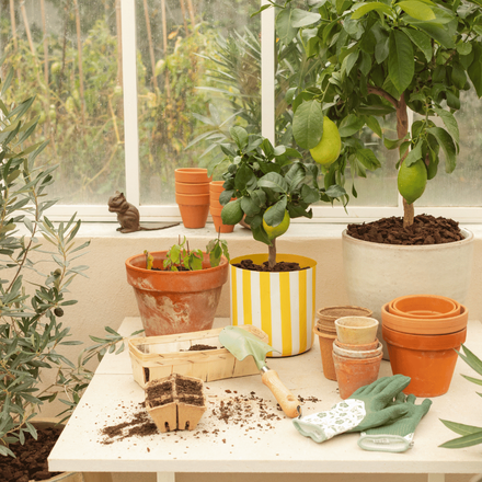 Une table de rempotage dans une serre pour faire ses semis et cultiver les agrumes