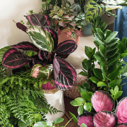 Plusieurs plantes d'intérieur verte et rose à l'ombre