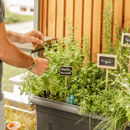 Un homme qui s'occupe de son potager sur pied sur son balcon