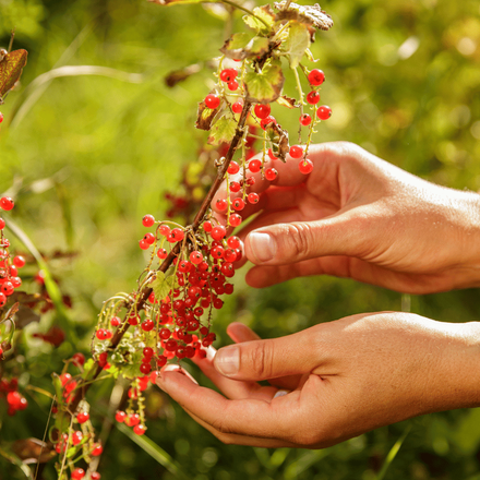 Des mains qui récoltent des groseilles