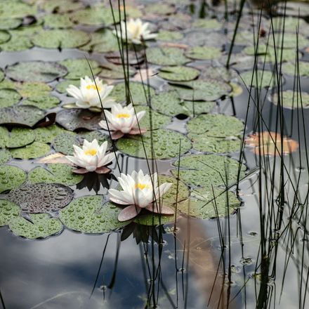 Un bassin aquatique avec des nénuphars fleuris