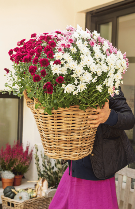 Une femme qui porte un pot en osier de chrysanthèmes blanc et rose