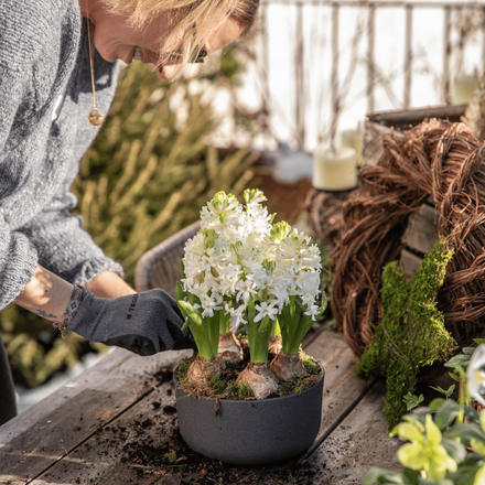 Une femme qui rempote un cyclamens