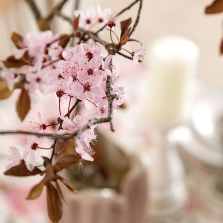 Gros plan sur des fleurs de cerisier qui orne le centre d'une table