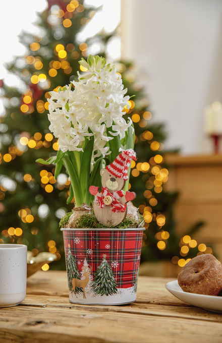 Une composition de Noël avec des jacinthes blanches dans un pot écossais posée sur une table devant un sapin éclairé