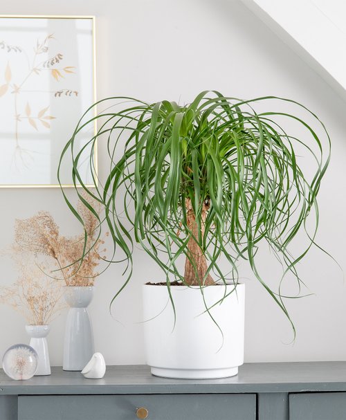 Kit De Nettoyage Pour Piccolo : Brosse De Nettoyage Pour Fil De Coton Et Accessoires Dentretien~p180005141