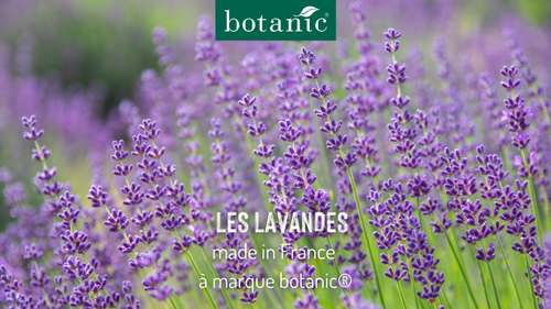 Des lavandes made in France à marque botanic®